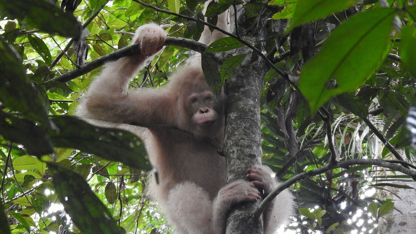 Jól van a világ egyetlen ismert albínó orangutánja