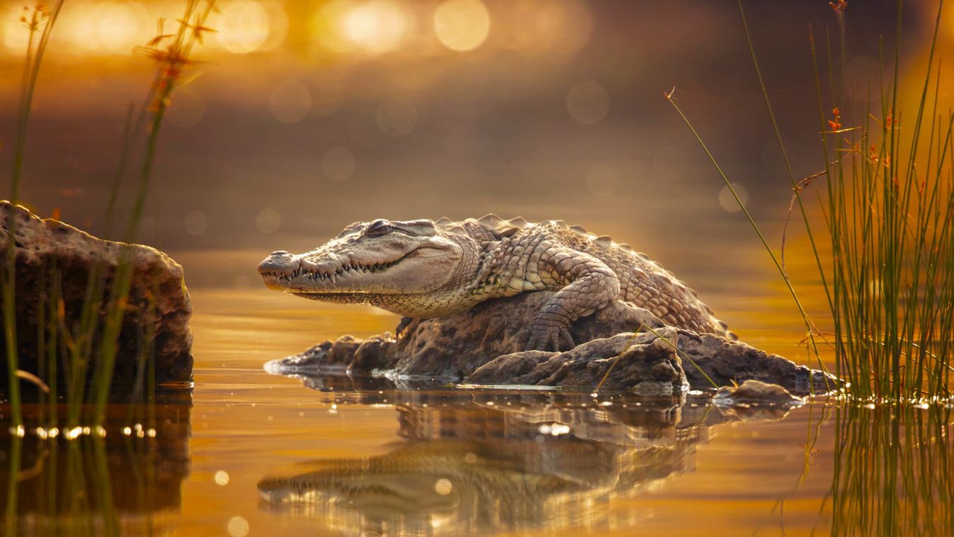 Krokodil nyelt le egy nyolcéves kisfiút Indonéziában