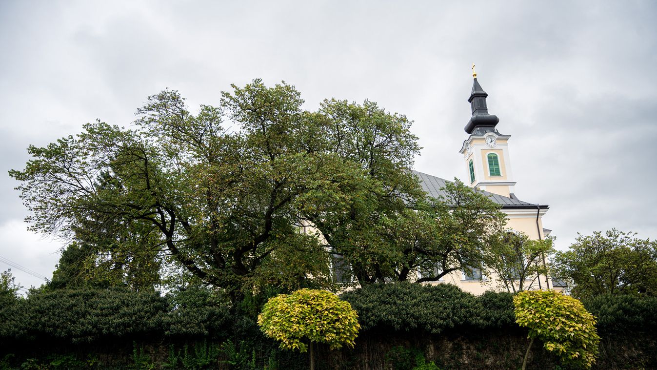 Február végéig szavazhat, hogy a mélykúti júdásfa legyen az Európai év fája