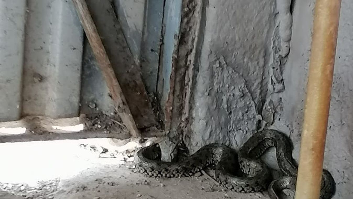 Kétméteres kígyó jelent meg Mindszenten