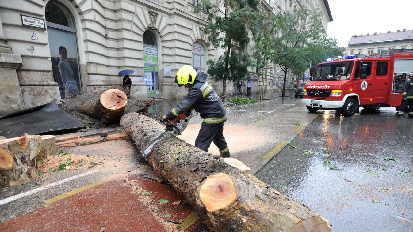 A Főkert felelt a hétvégi vihar során kidőlt platánfáért
