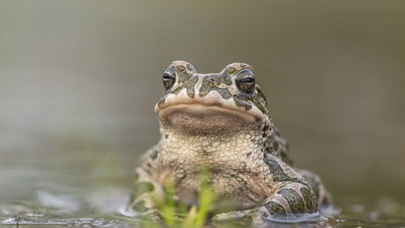 A zöld varangy lett az év kétéltűje