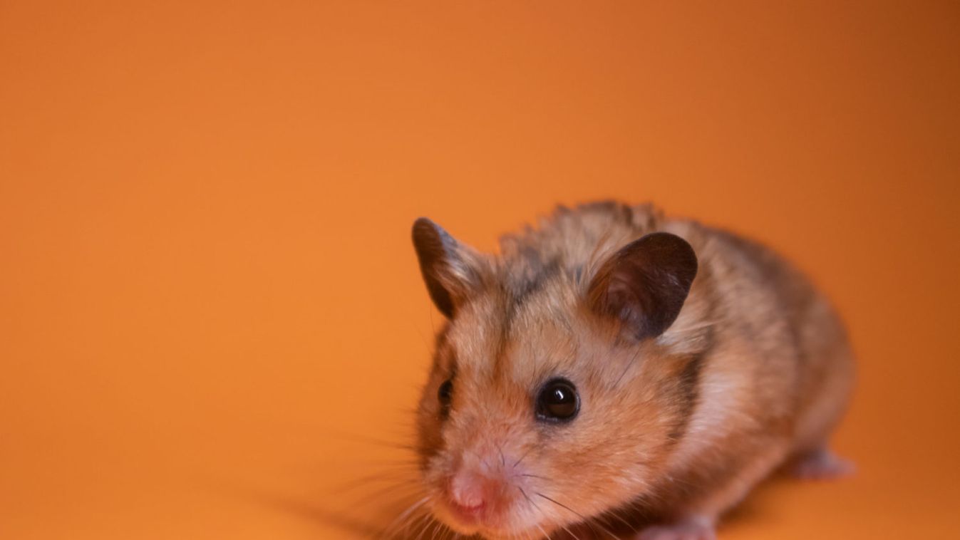 A spermidin javítja az egerek emlékezőképességét