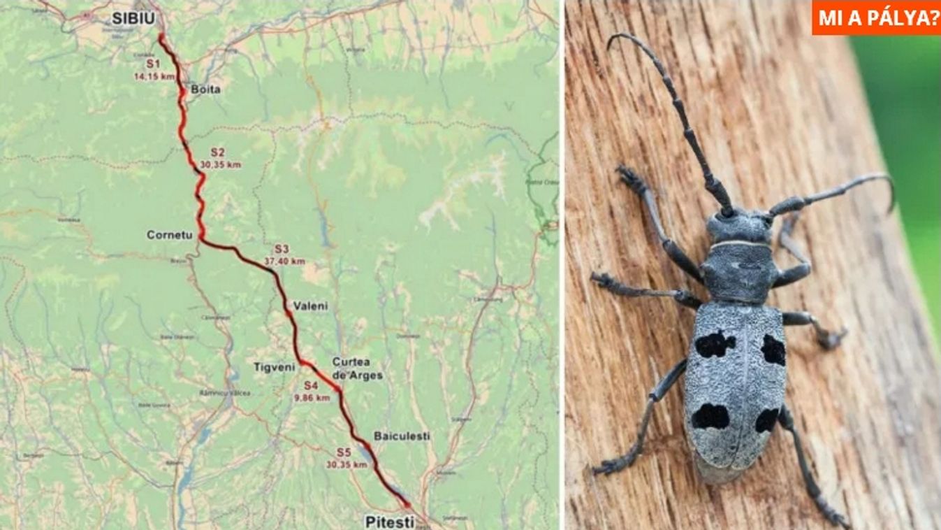Szexhormonokkal csábítják el az autópálya útjában álló cincéreket