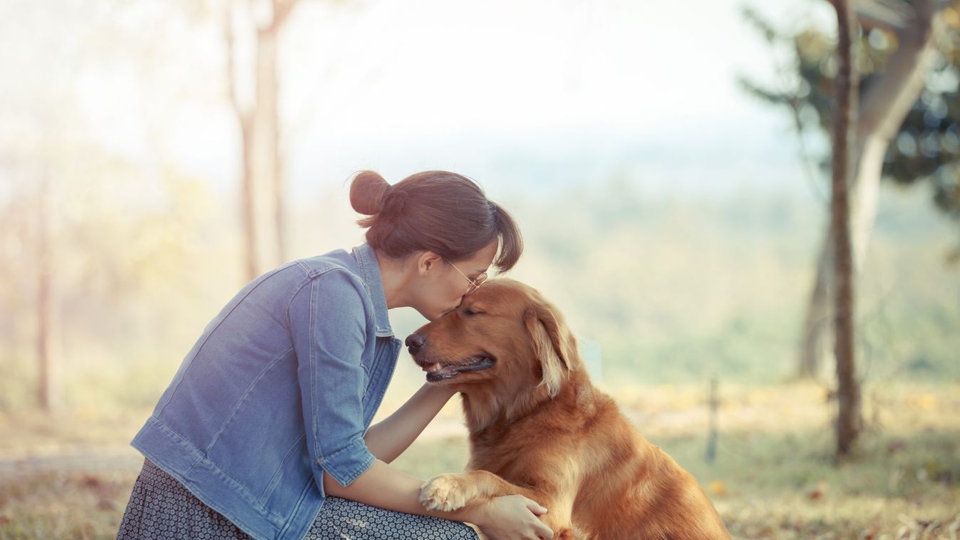 Száz kilométert gyalogolt a golden retriever, annyira hiányoztak neki a gazdái