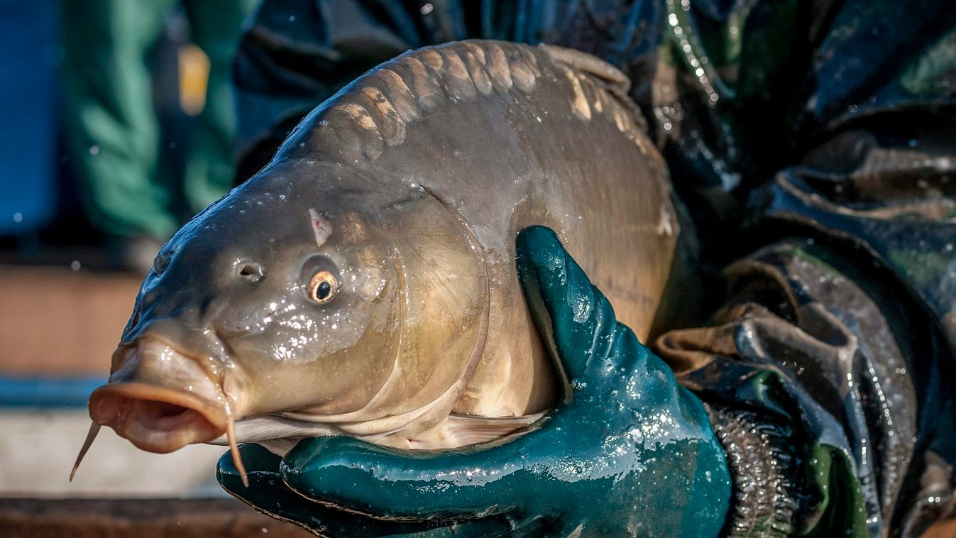 Minden egy kifogott ponttyal kezdődött