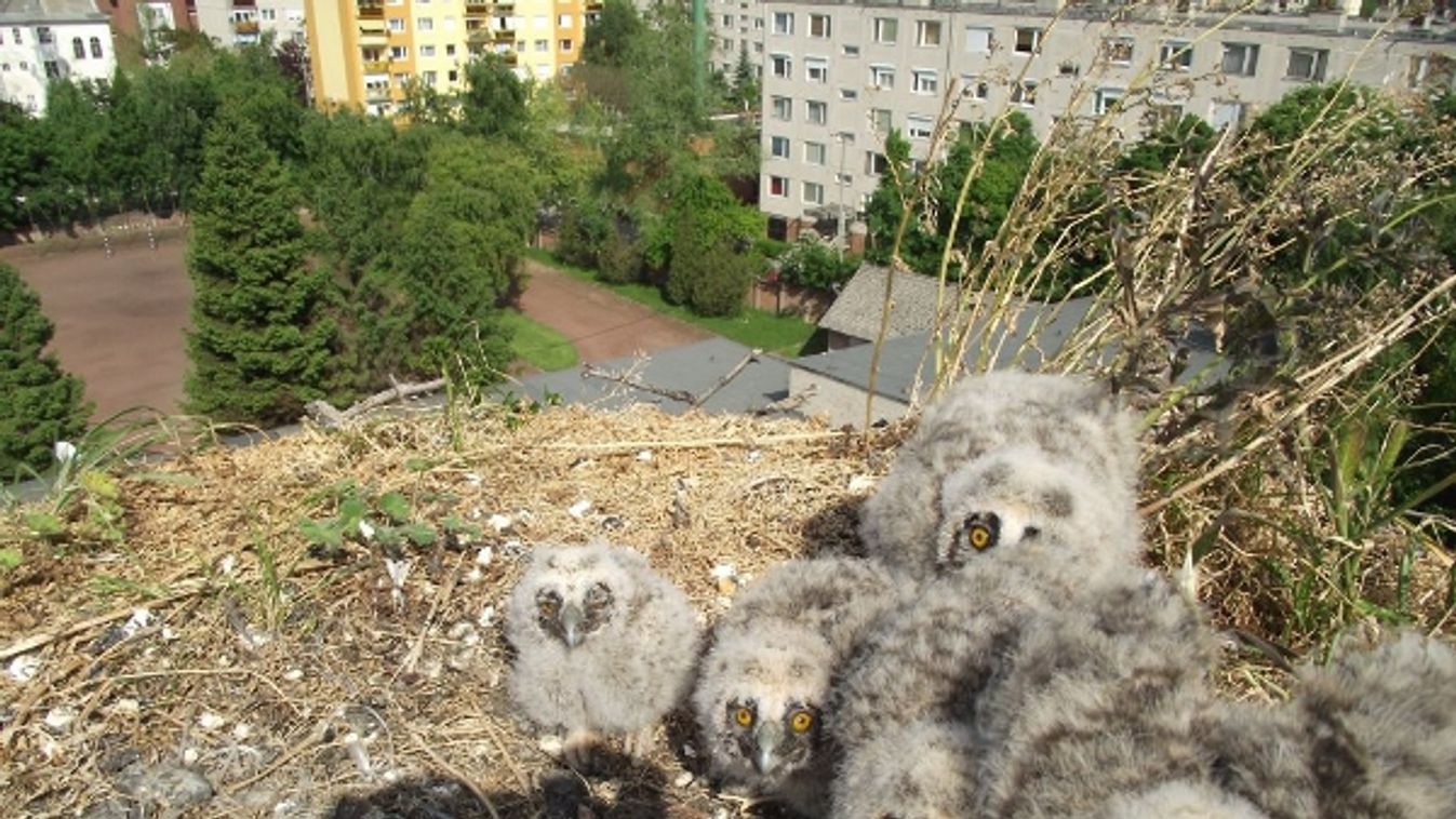 Boldogok a társasház lakói, ha kikelnek a fiókák az erkélyen
