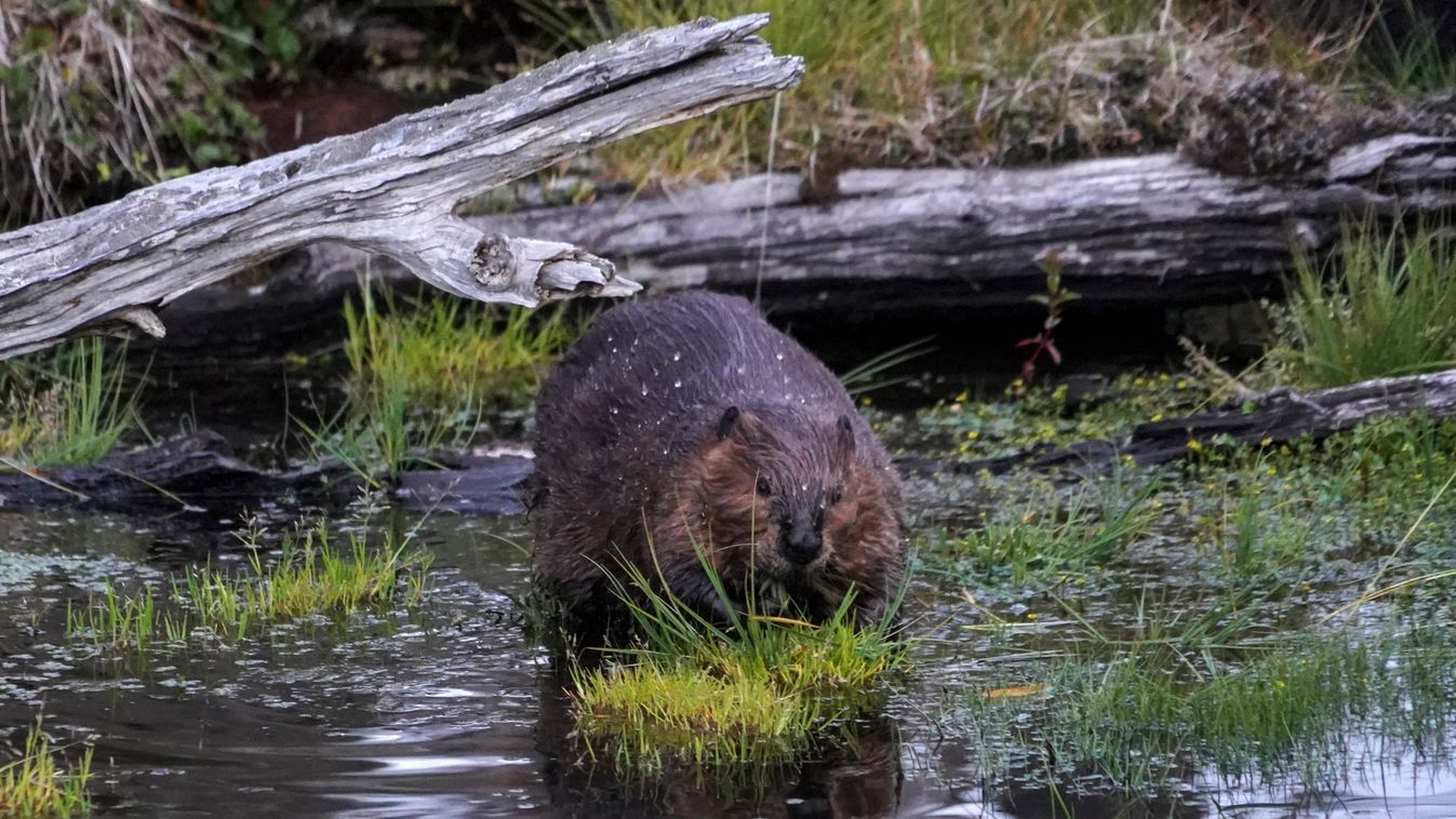 Patagónia erdőit fenyegetik a betelepített hódok