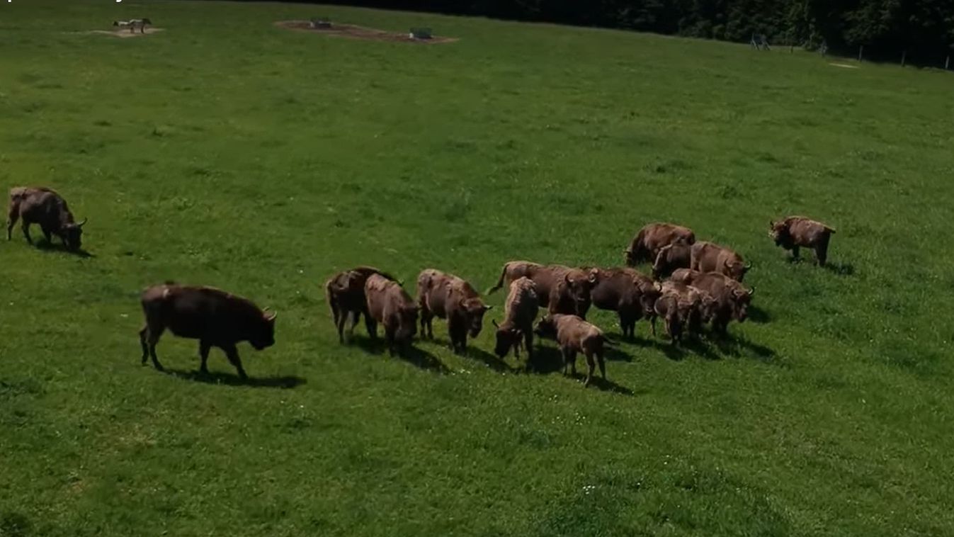 Vadon élhetnek európai bölények az Őrségi Nemzeti Parkban