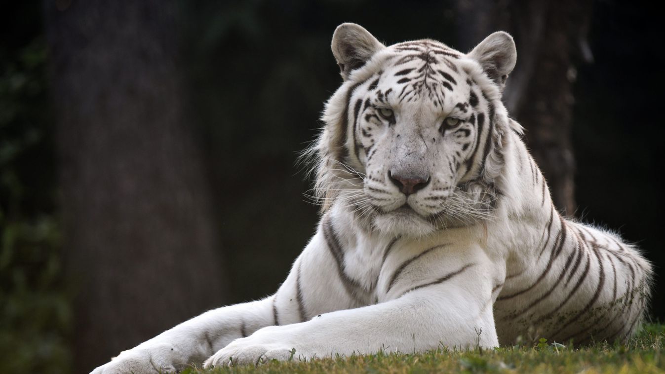 Cirkuszi tigris harapott meg egy dolgozót Németországban