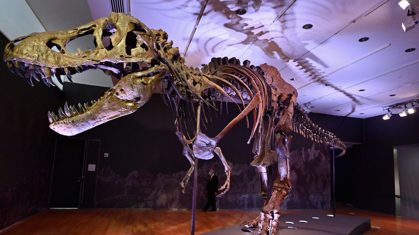 Soha ennyit még nem fizettek egy T-rex csontvázáért