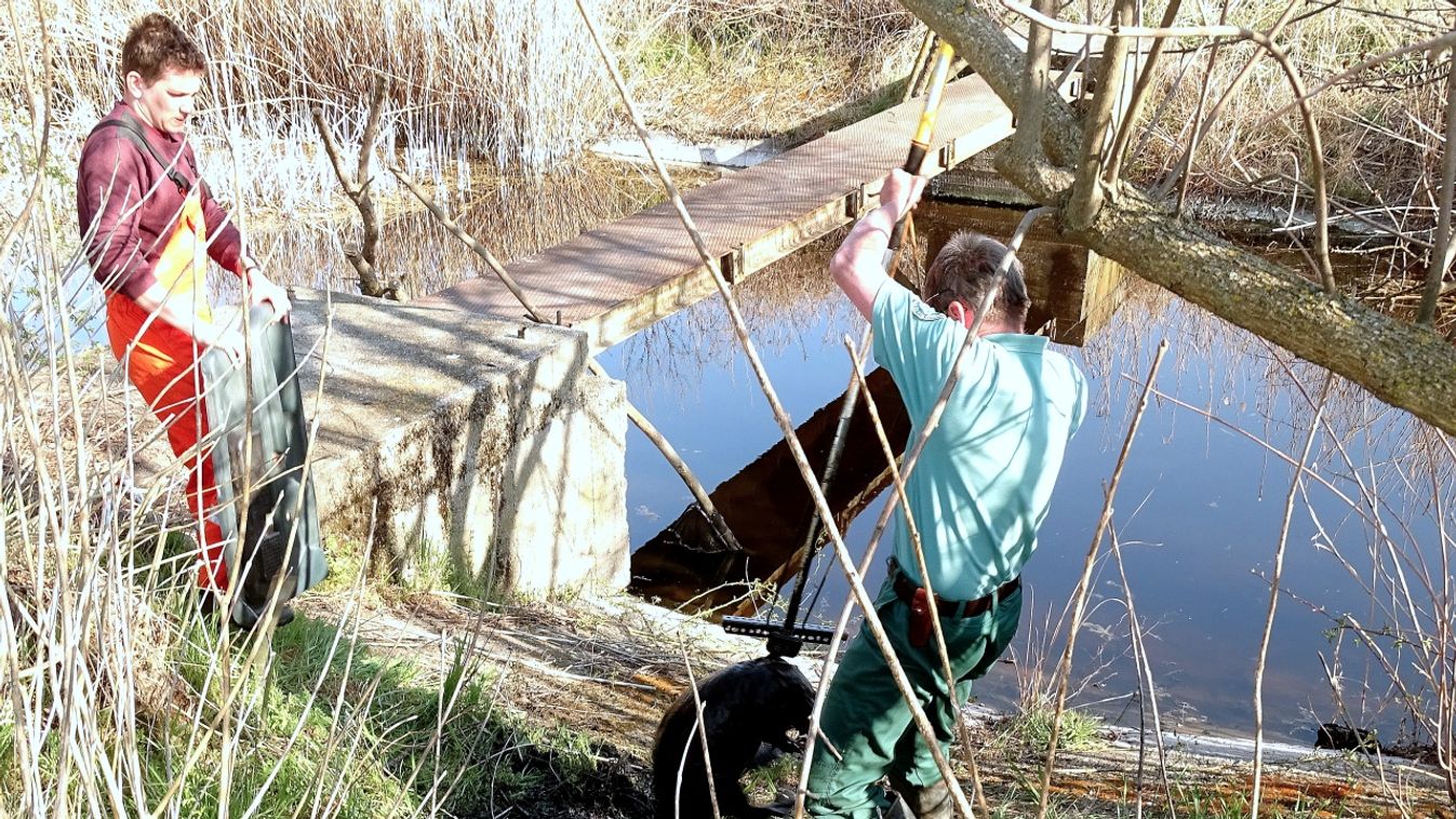 Kútba esett hódot mentettek Algyőn