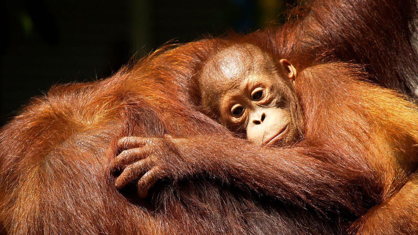Móric lett a két hete született orangután neve