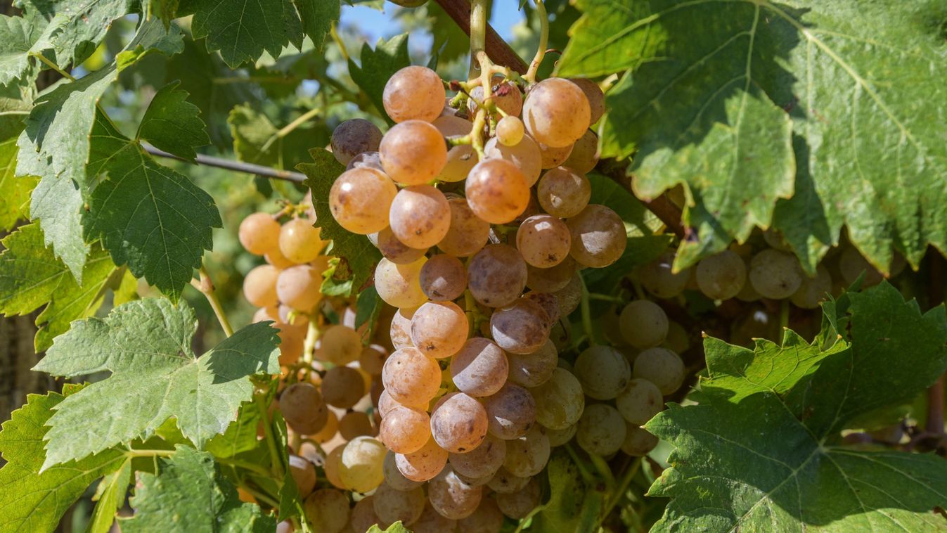 Milliárdos támogatáshoz jut a hazai szőlő-bor ágazat