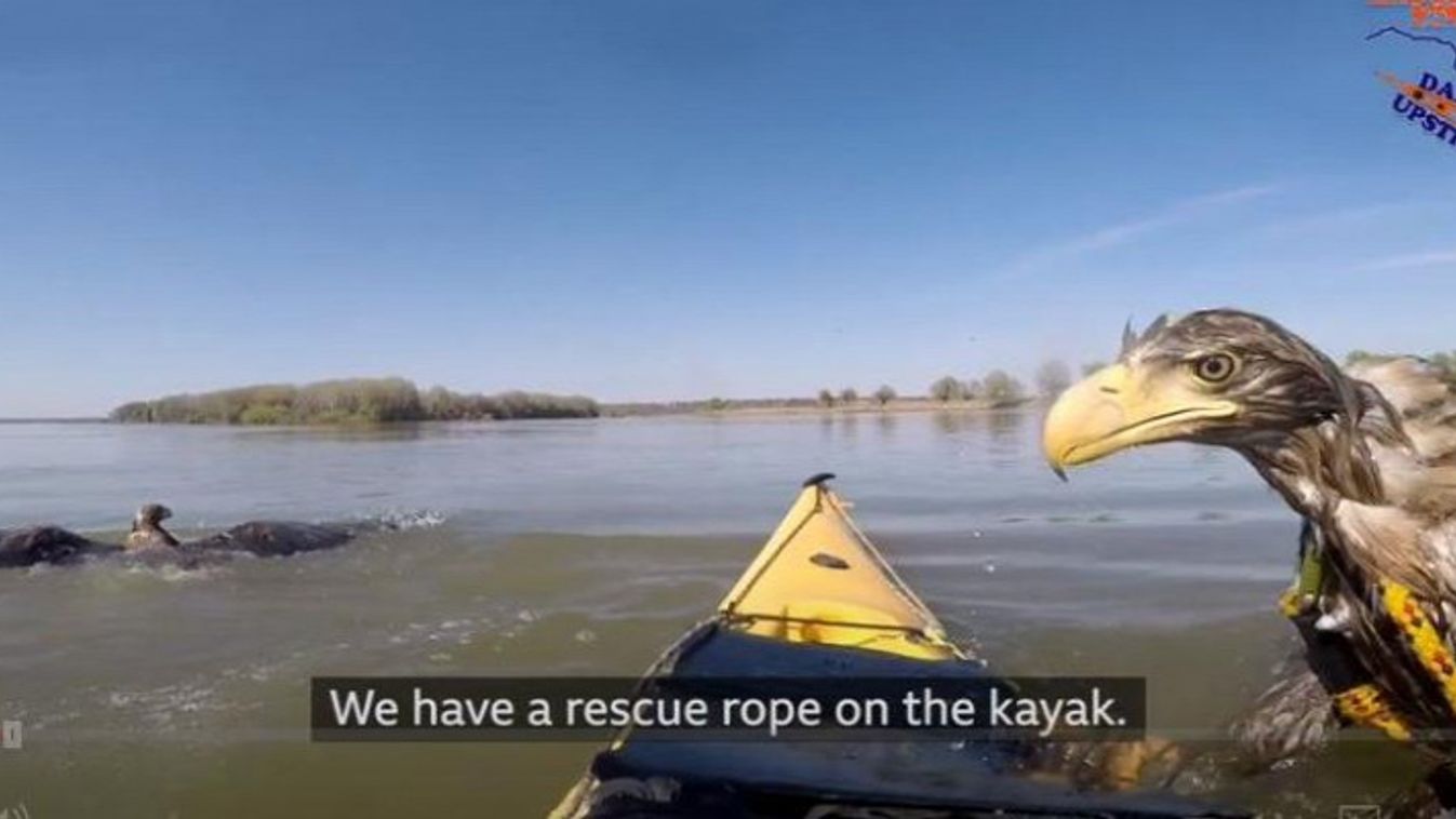 Sasokat mentett ki a Dunából két magyar kajakos (videó)
