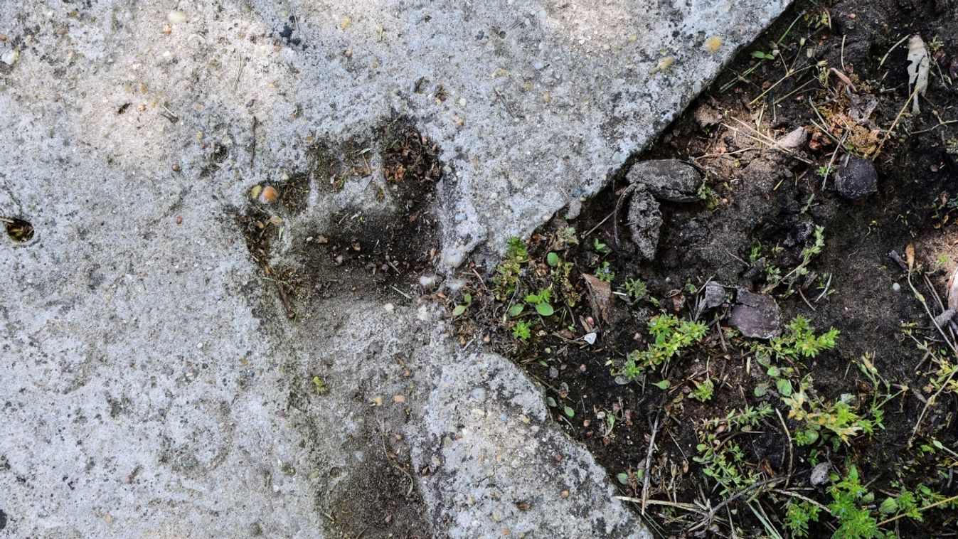 Rejtélyes lábnyomok a faluban