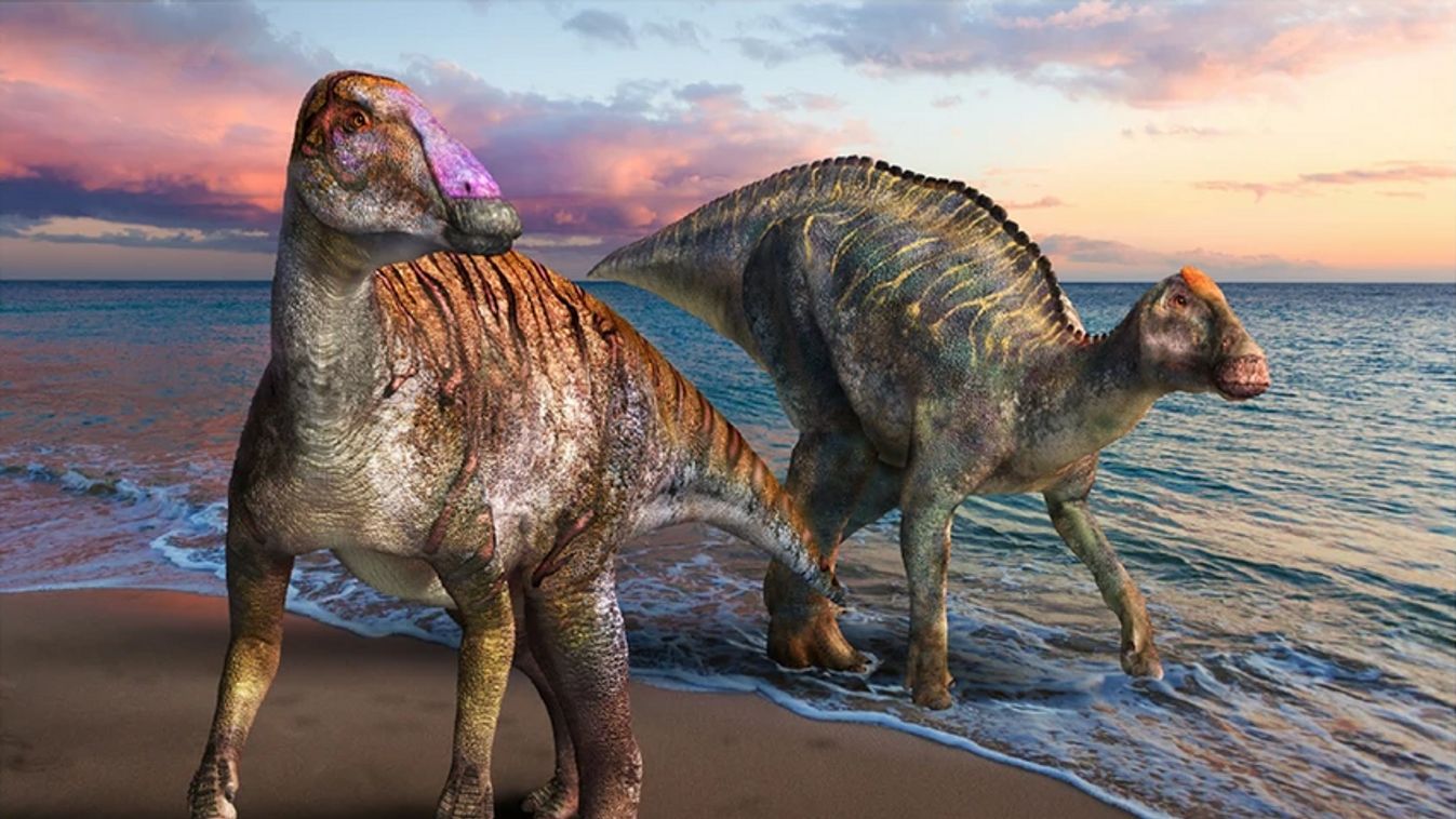 Egy eddig ismeretlen kacsacsőrű dinoszauruszt azonosítottak Japánban
