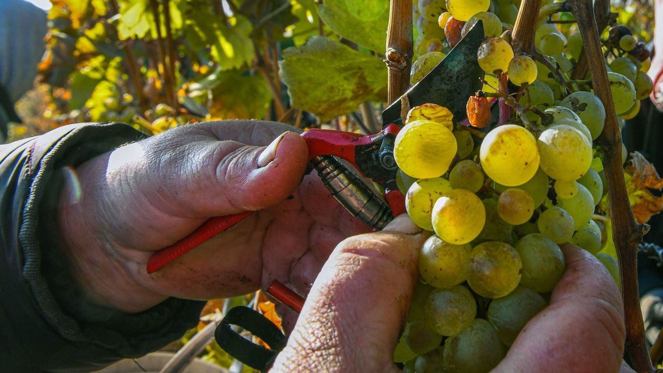 Átfogó szőlőszüreti ellenőrzés indult