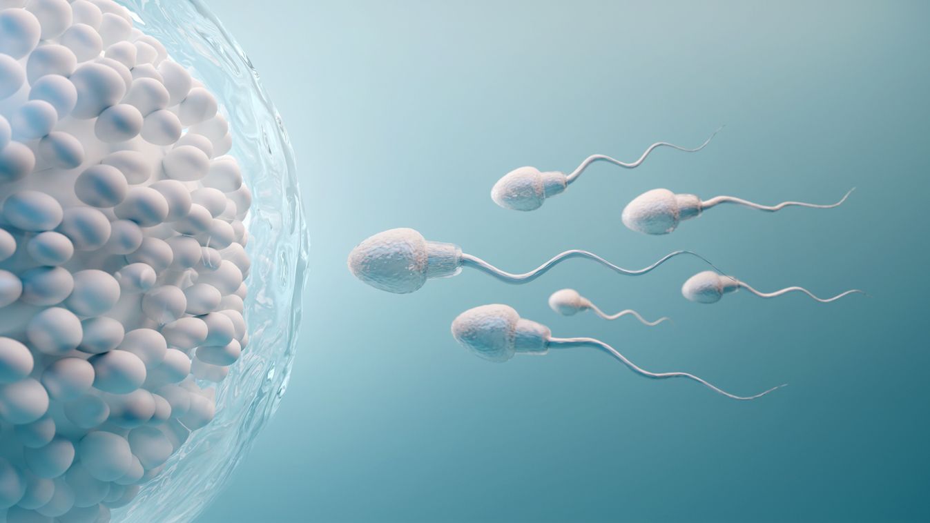 A férfi fogamzásgátló egy órára kikapcsolja a spermiumokat