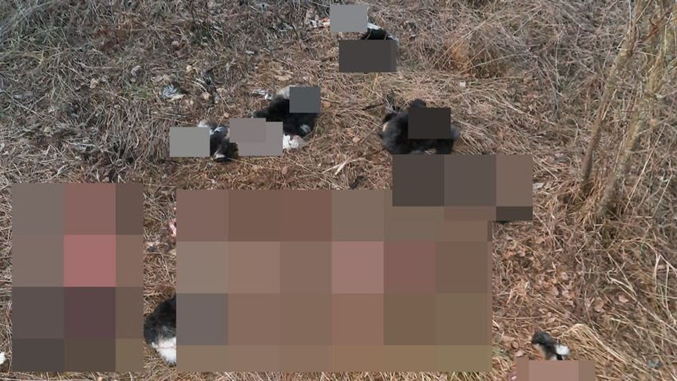 Megnyúzott és feldarabolt macskatetemeket találtak Szombathelyen