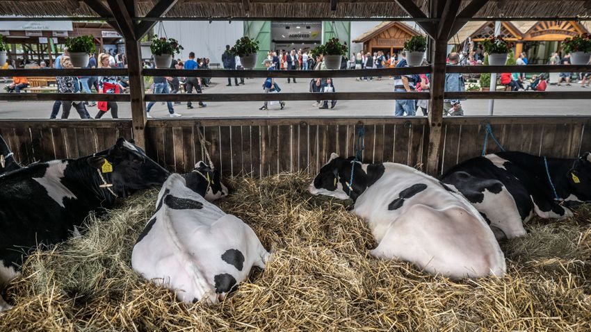 DELMAGYAR – Kisvonattal is el lehet majd jutni az állattenyésztési napokra