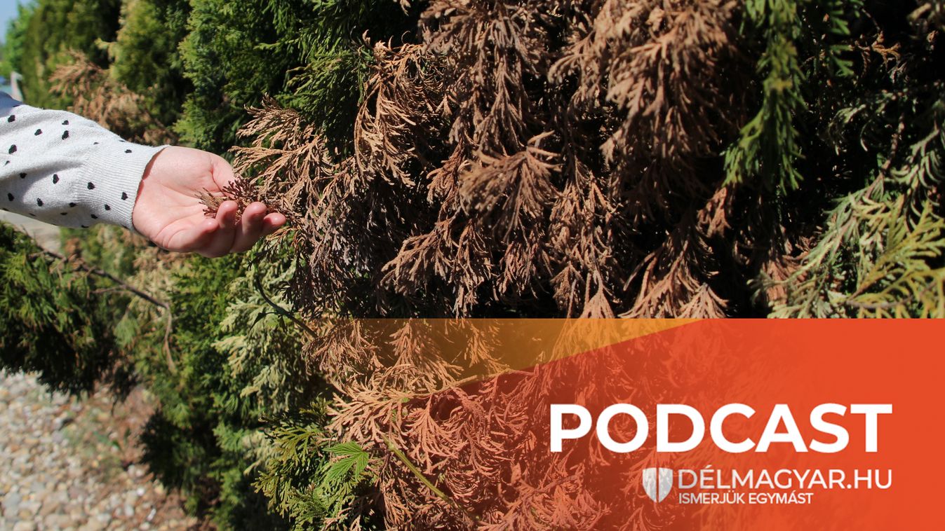 Délmagyar Podcast: Miért szárad ki most nagyon sok fenyő és tuja?