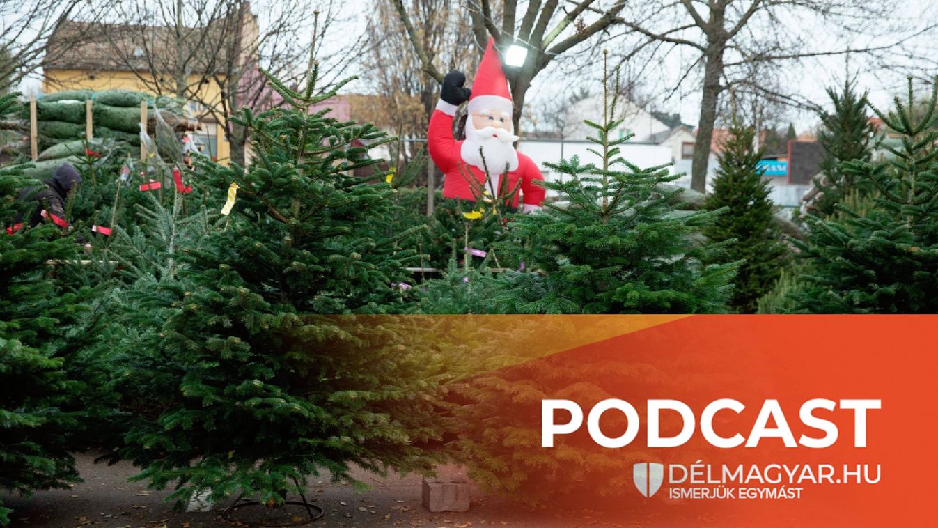 Délmagyar Podcast – Mit tegyünk, hogy a fenyőnk tüskéi ne potyogjanak le karácsony előtt?