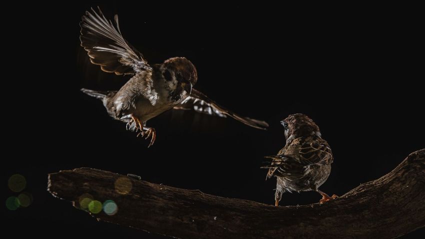 Avid bird watchers are expected to be at this year’s event