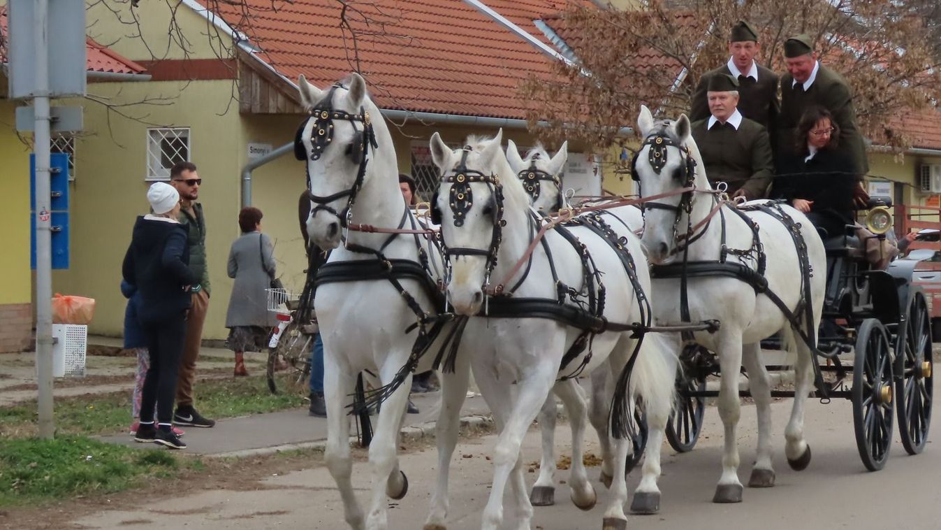 A mezőhegyesi ötös-, és a szilvásváradi négyesfogat is végighaladt Vásárhely utcáin – Galéria