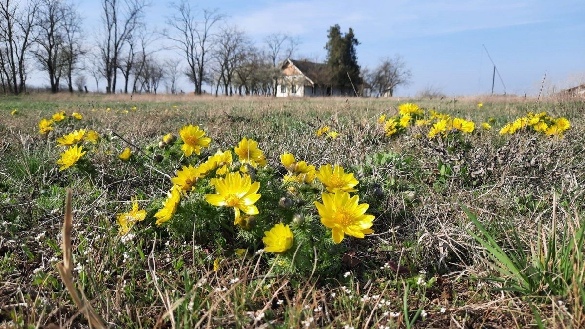 Pompáznak a sárga héricsek