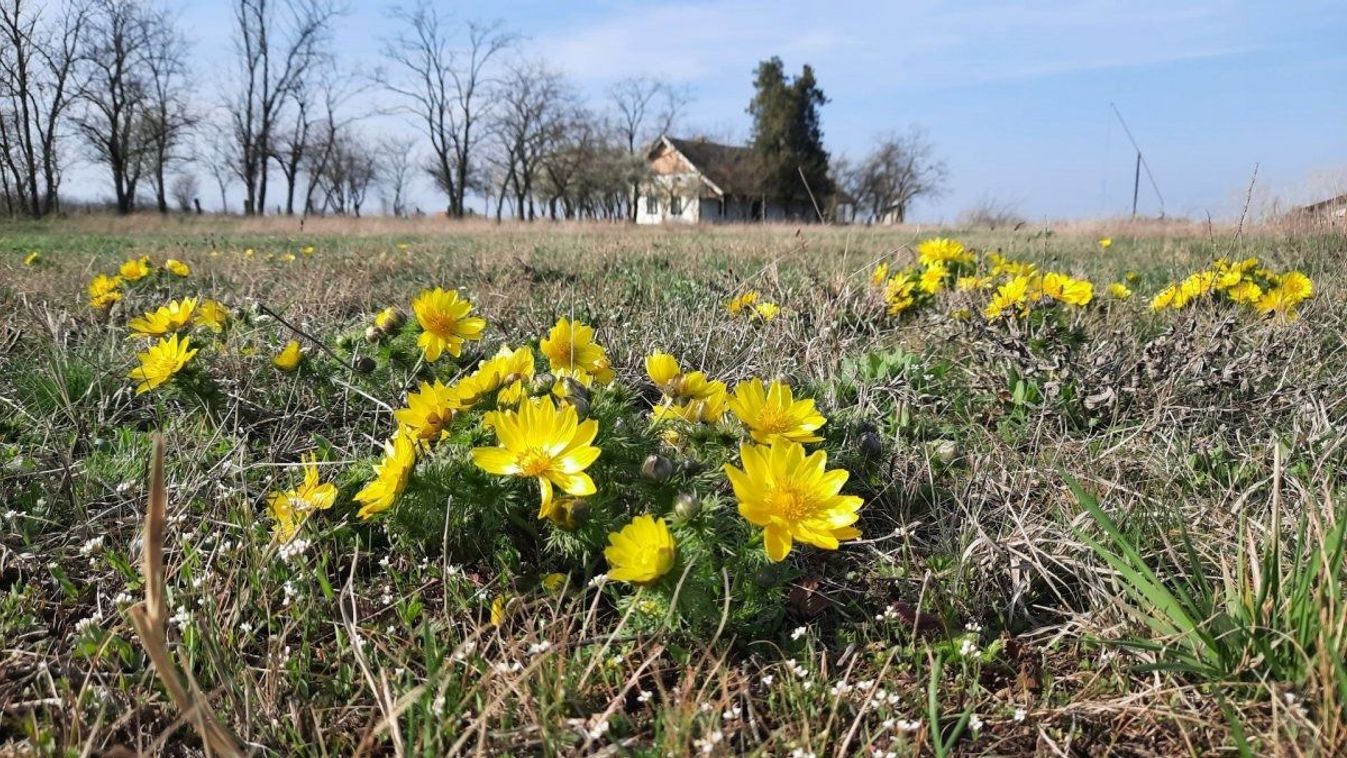 Pompáznak a sárga héricsek
