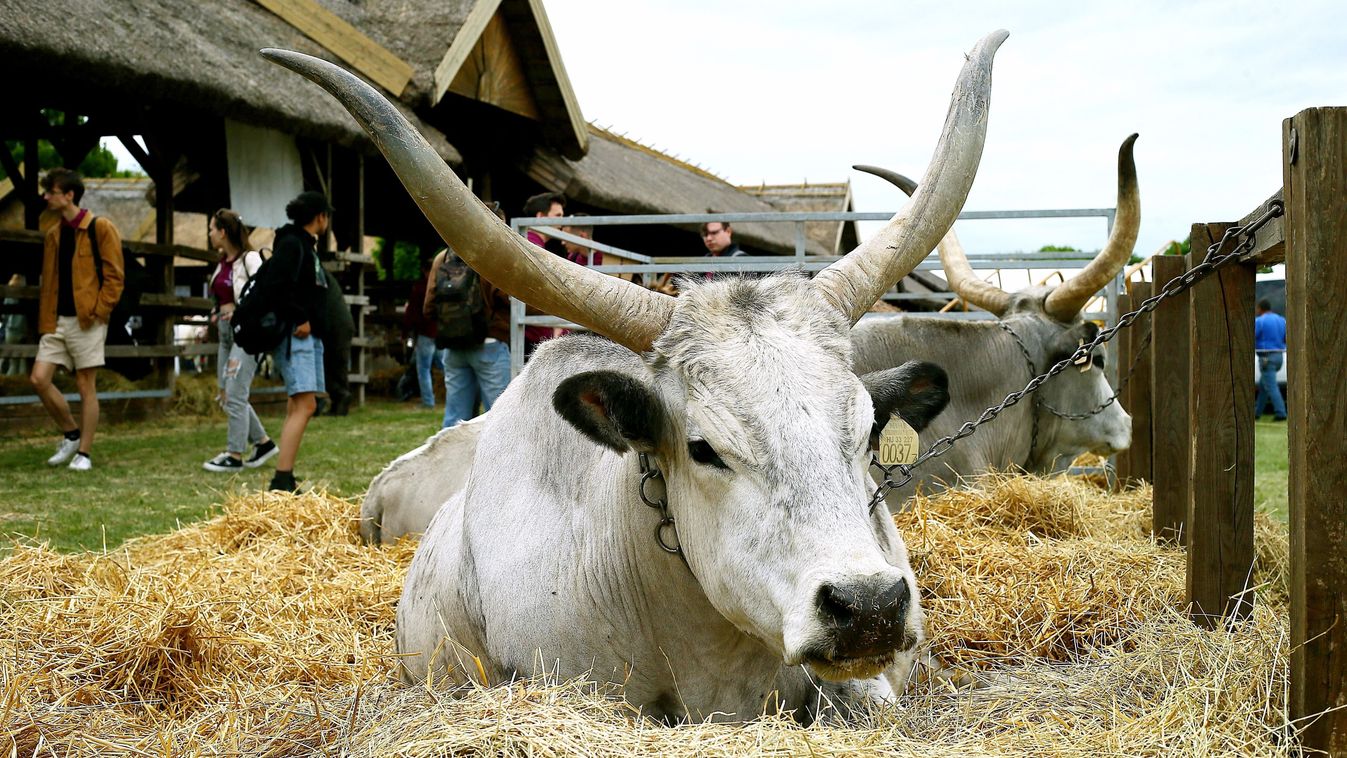 35 országból érkeztek látogatók az agrárkiállításra
