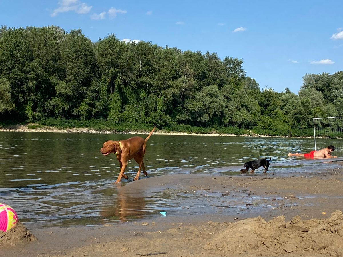 Élni és élni hagyni: a csongrádi kutyás strand szabályai fontosak. Fotó: Tábori Szilvia 