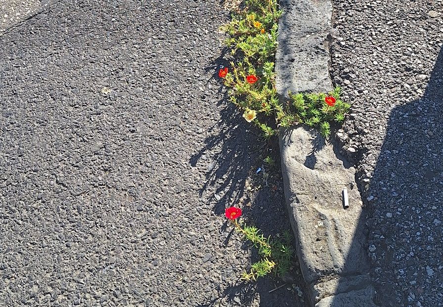 Meglepő helyen, két kocsiállás között alakult ki „virágágyás” a Mars téren. Fotó: Imre Péter