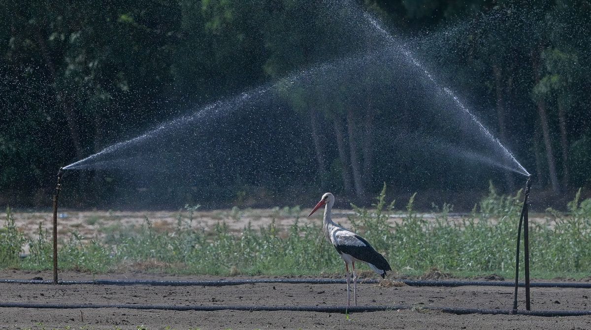 Gólya élvezi a vizet Csengelén. Fotó: Török János