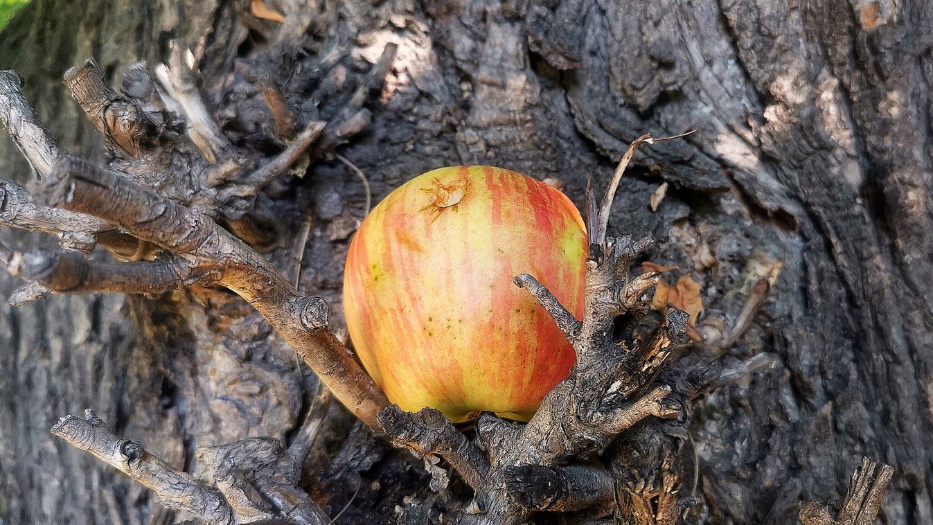 Messze esett az alma a fájától