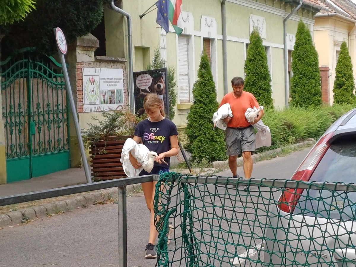 A fehér gólyák kicsit elgémberedtek a madárkórháztól a szabadon engedés helyszínéig tartó úton, kicsit furcsállták is a helyzetet, de a szabadság az szabadság. Fotó forrása: Szentesi Természet- és Vadvédelmi Mentőközpont Alapítvány 