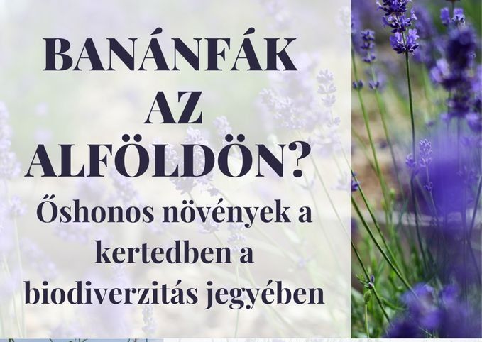 banánfa, előadás, Sirkó Zoltán, Hódmezővásárhely