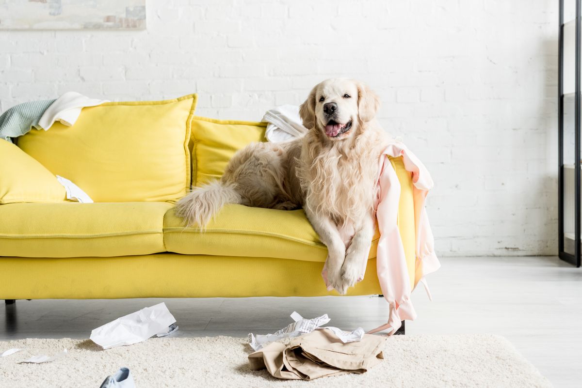 Állatbarát ingatlan, Cute,Golden,Retriever,Lying,On,Yellow,Sofa,In,Messy,Apartment