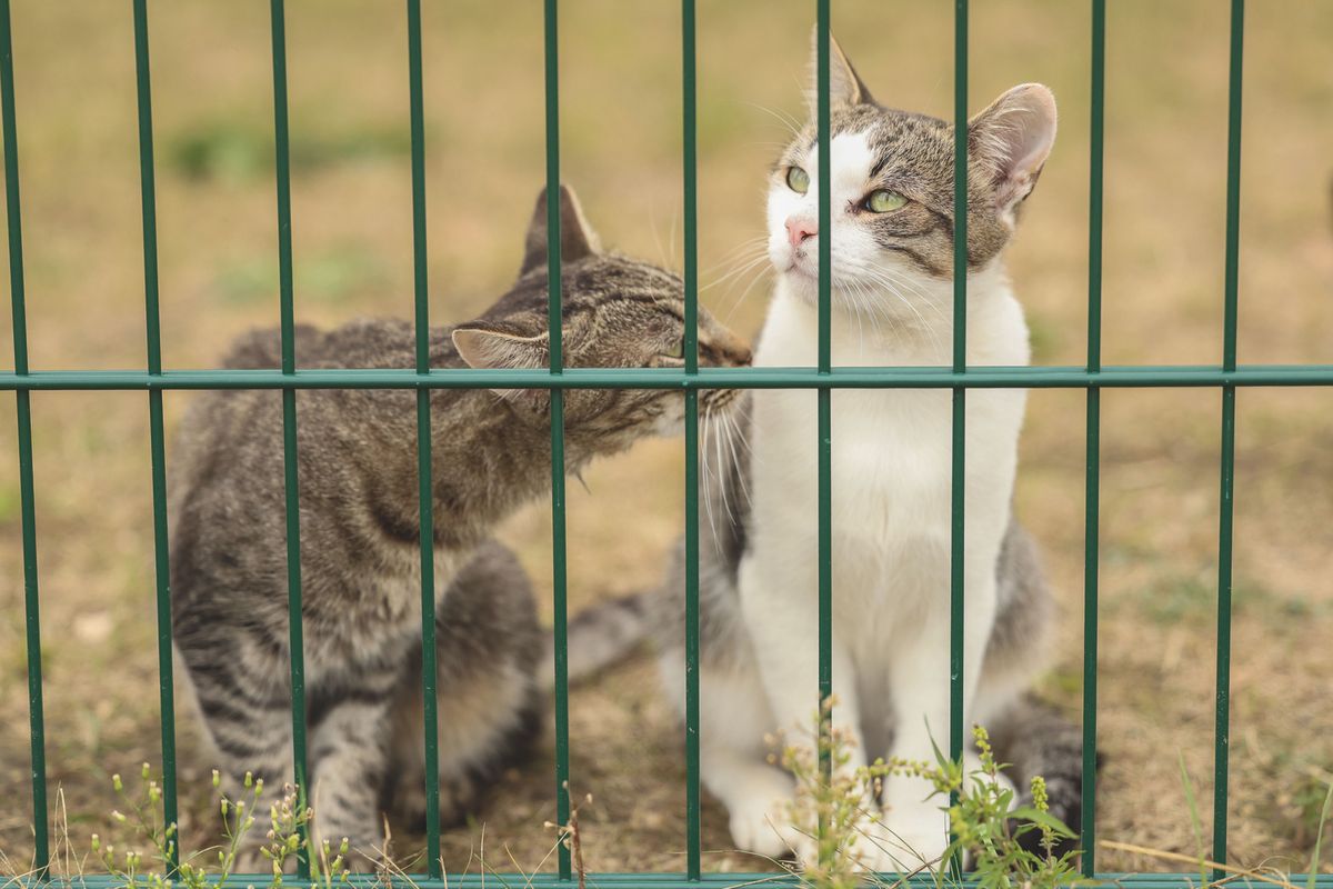 Szegedi Cicamentők Állatvédő Egyesület, Szili Éva, Örökbefogadó nap