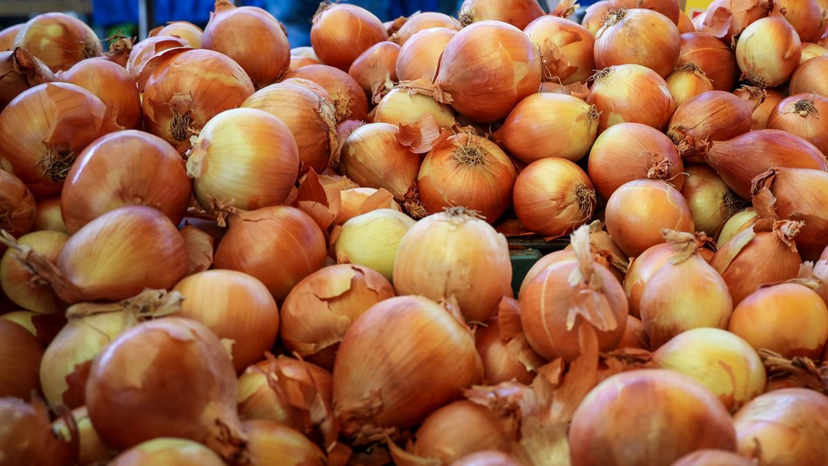 hagyma, vöröshagyma, makói hagyma, termesztése, hungarikum