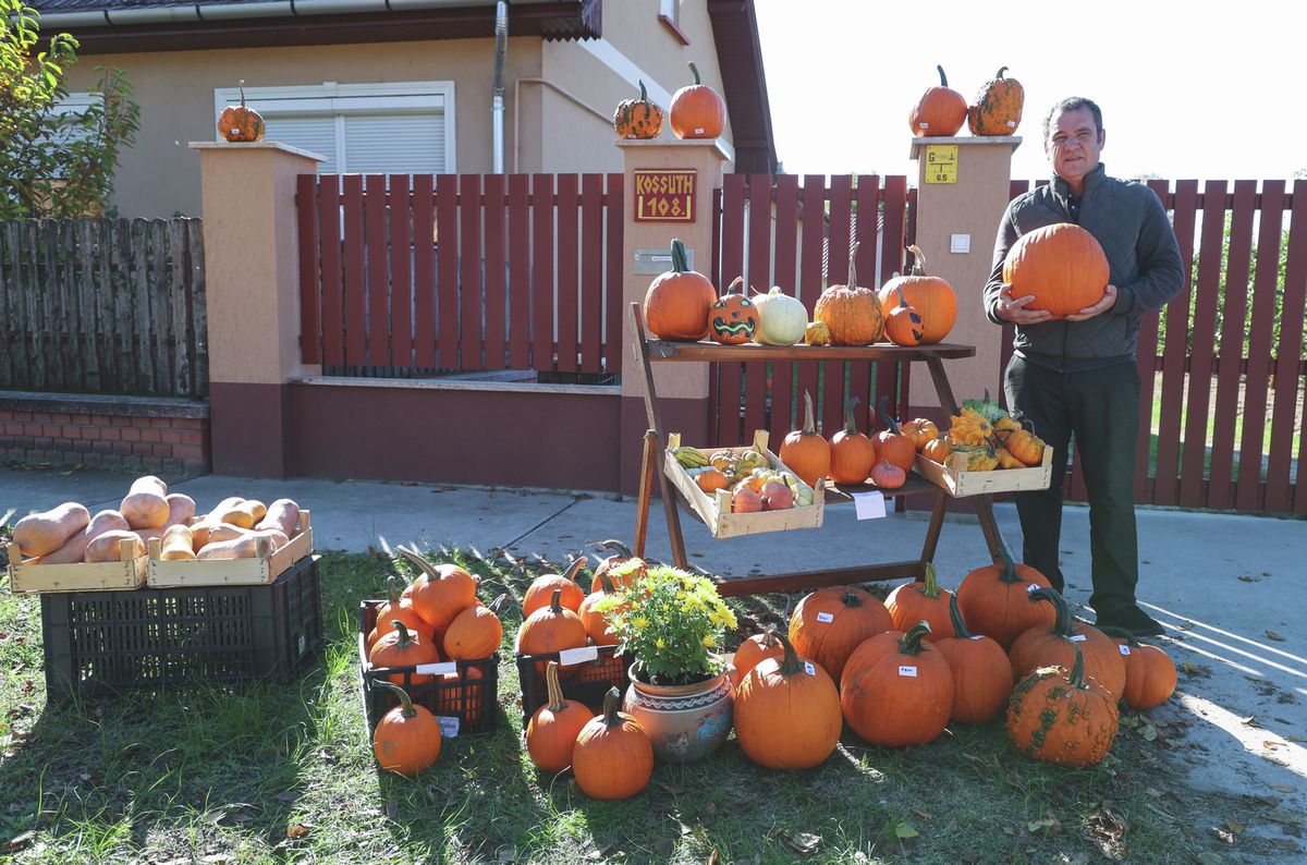 becsületkassza, tökvásár, Butty Bertold, Bordány