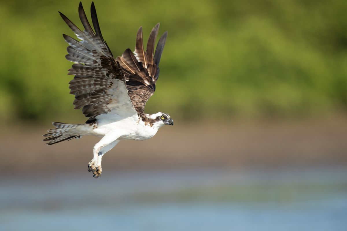 The,Osprey,Or,More,Specifically,The,Western,Osprey,(pandion,Haliaetus)