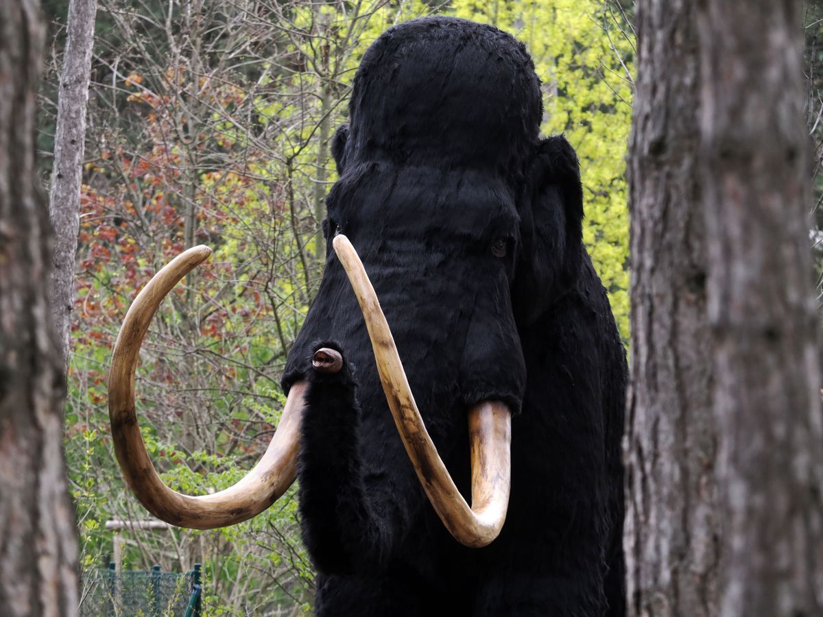 mamut, élethű mamut, Szeged, Móra Ferenc Múzeum