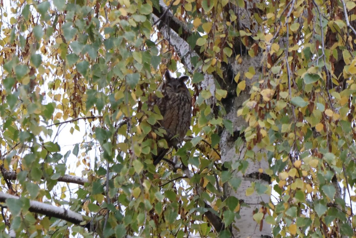 Fülesbagoly pihen a makói könyvtár közelében.