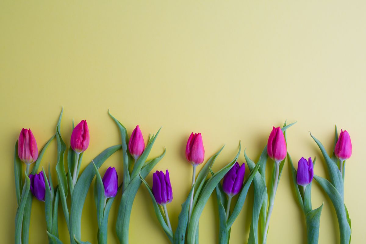 Tulip,Flowers,Bouquet,In,Front,Of,Yellow,Background.,Top,View