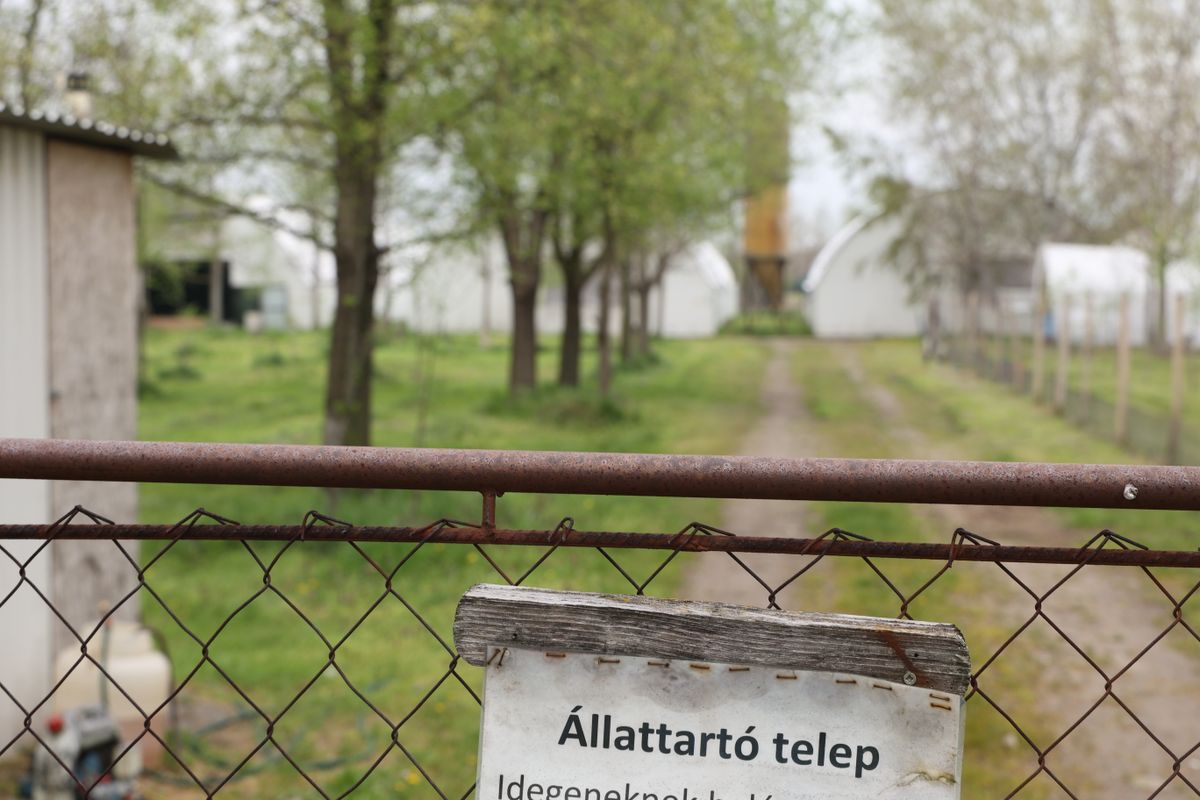 madárinfluenza