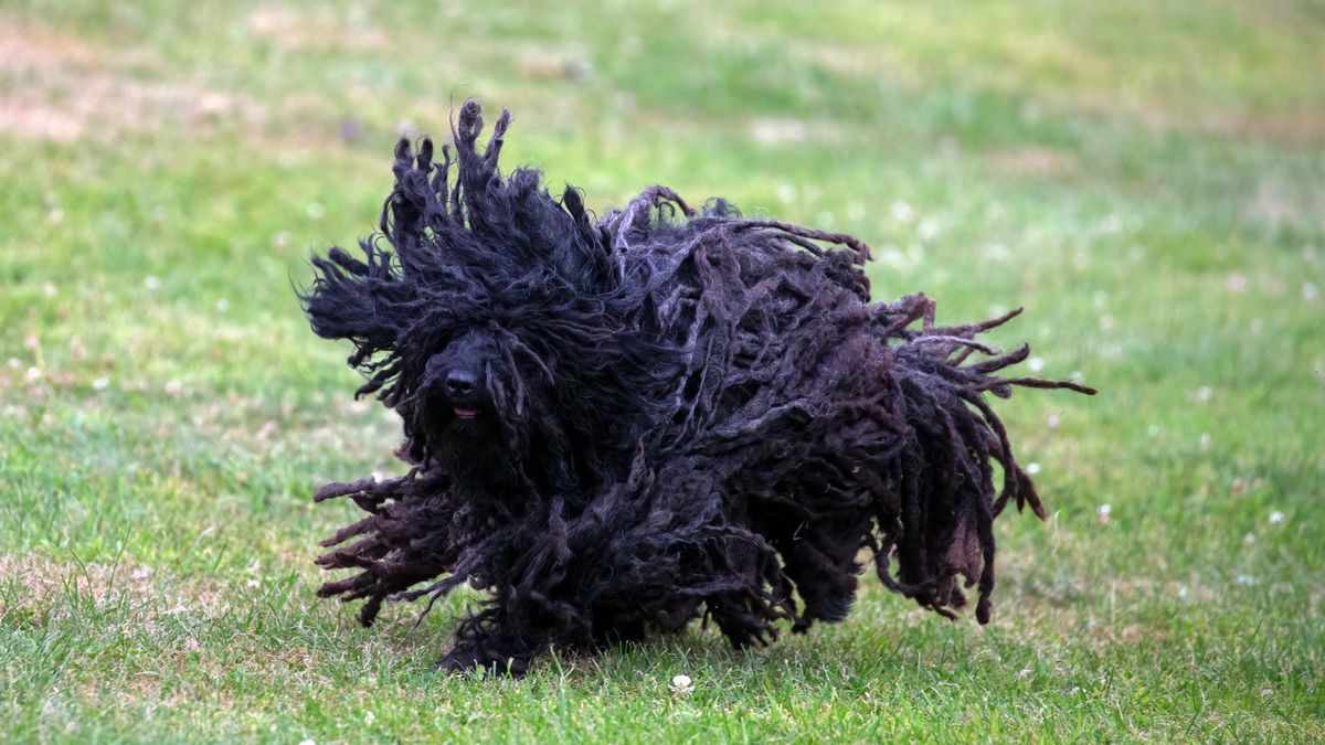 penny, puli
