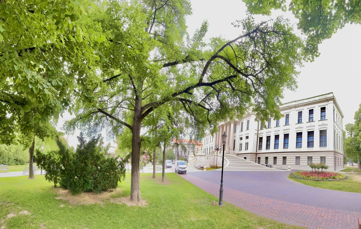 fa, Szeged, platán