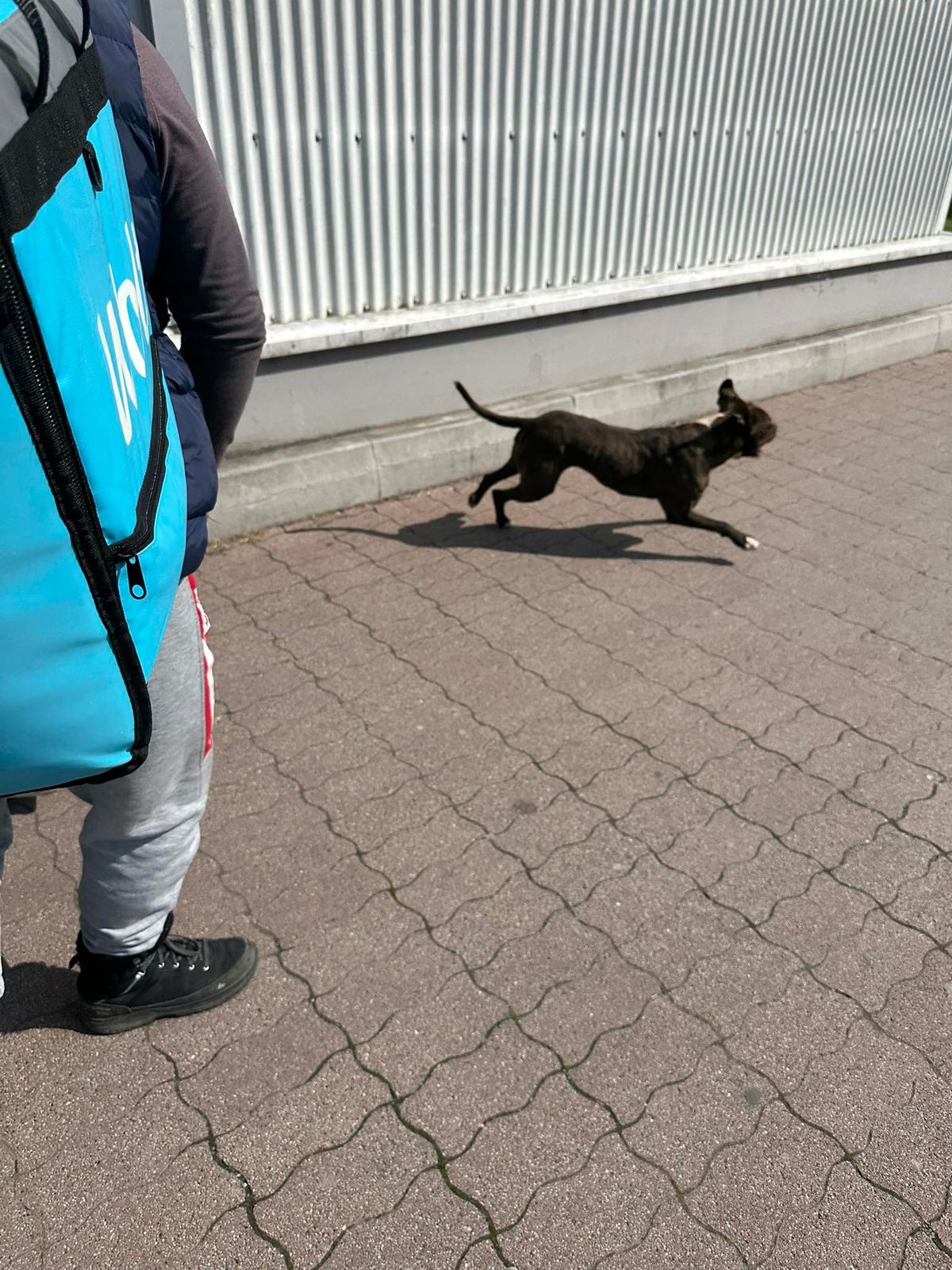 támadó kutya